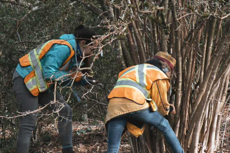 inventory understory