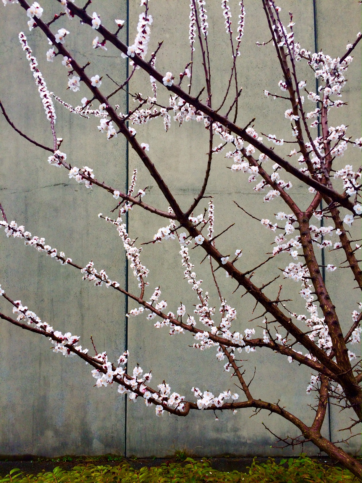 Cherries in early bloom