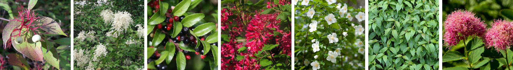 plants of U boulevard water feature