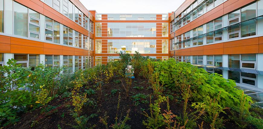 The green roof at CIRS Building