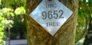 Golden Rain Tree EBH banner story 2