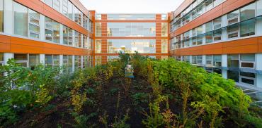 The green roof at CIRS Building